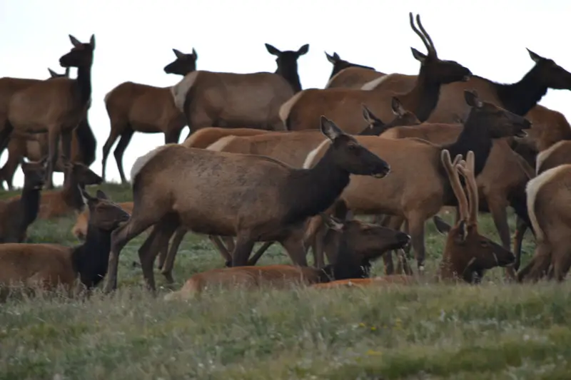 Rocky Mountain National Park deer herd