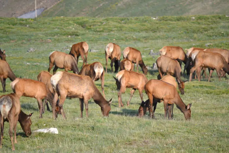 RMNP Deer Herd RMNP Deer Herd