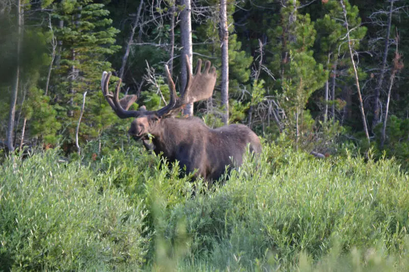 Rocky Mountain National Park - Moose Rocky Mountain National Park - Moose