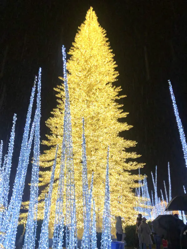 enchant-dallas-tree Enchant Dallas