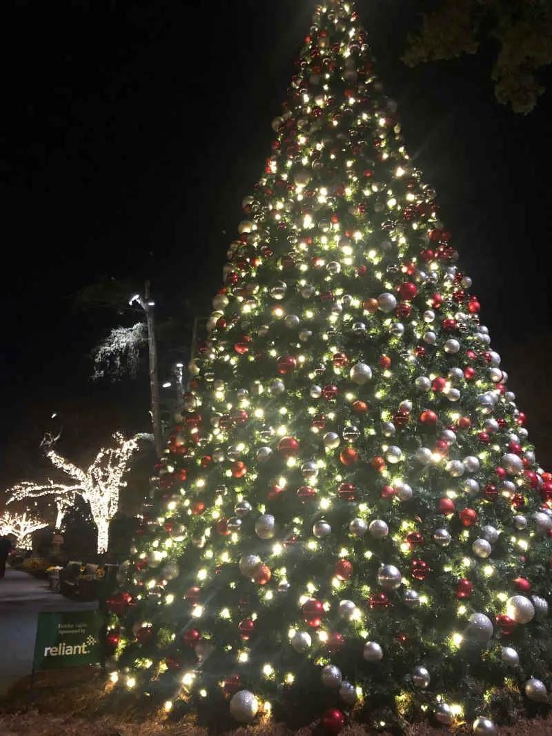 outdoor-christmas-tree Arboretum Christmas tree
