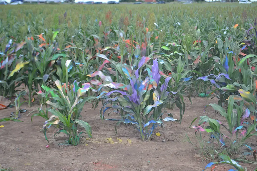 radiant plants