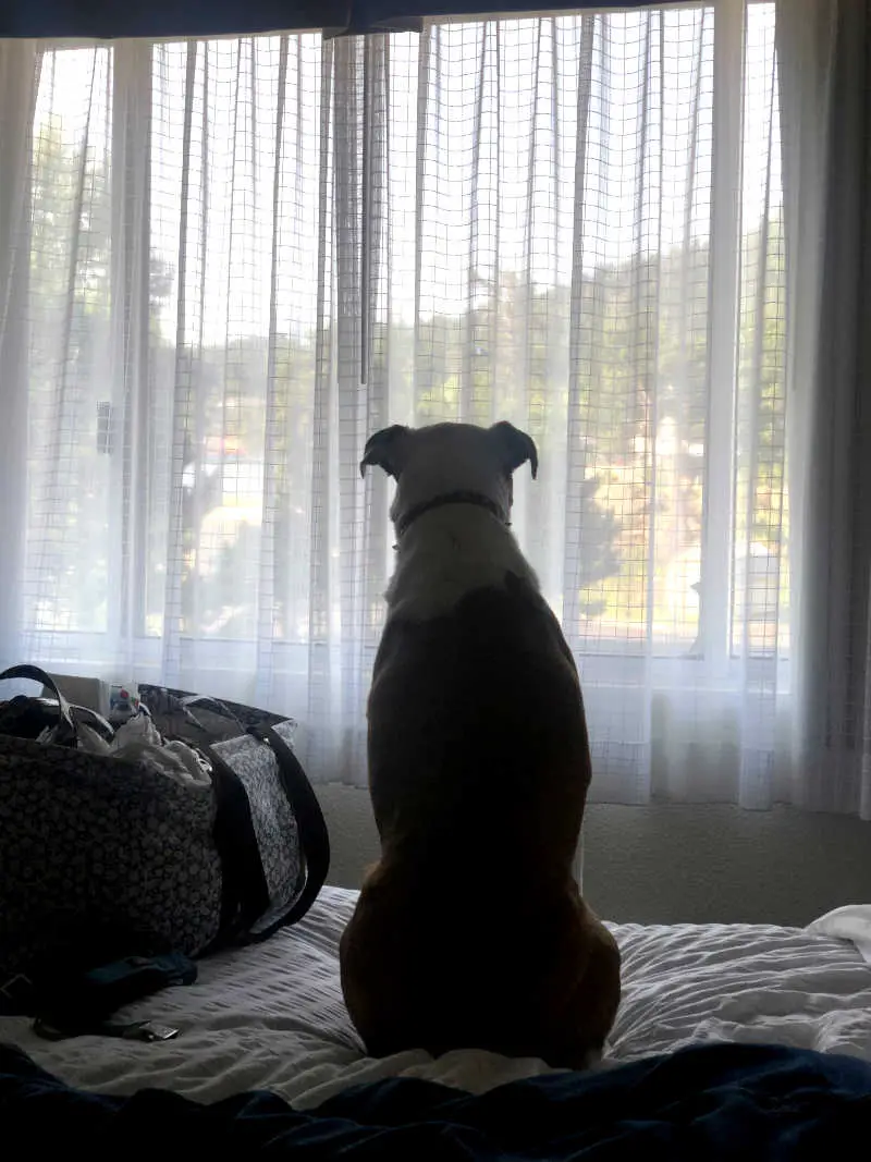 ridgeline-hotel-pets dog-friendly Ridgeline Hotel, Colorado