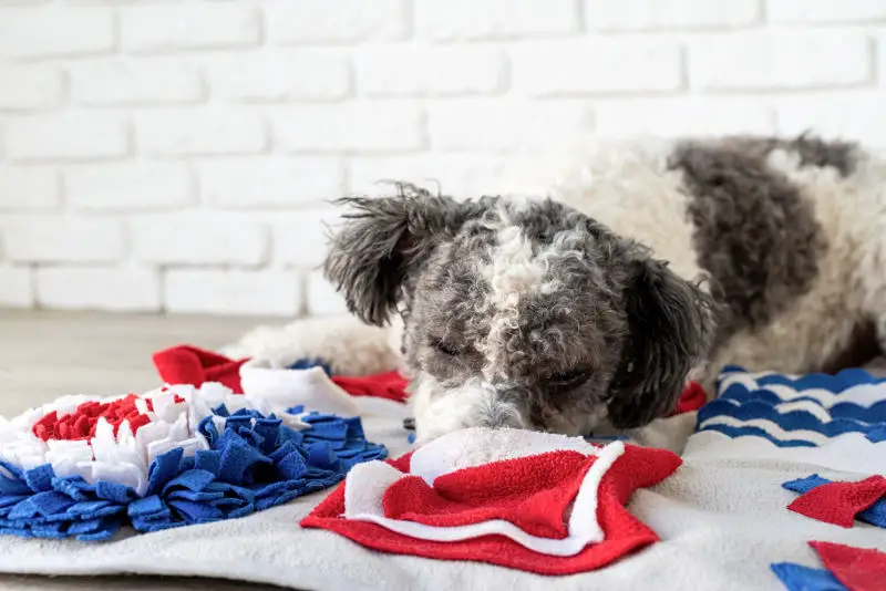 cute mixed breed dog playing with washable snuffle rug for hiding dried treats for nose work. Intellectual games with pet handmade snuffle mat